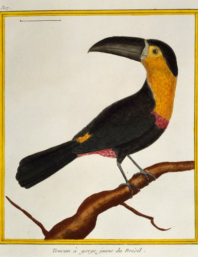 Tucano de bico de canal (Ramphastos vitellinus), da Histoire naturelle des oiseaux de Francois Nicolas Martinet