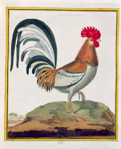 Galo, de "História Natural dos Pássaros", de Georges de Buffon (1707-88), publicado em 1777 de Francois Nicolas Martinet
