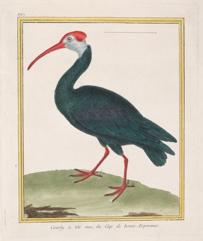 Courly de cabeça descoberta, do Cabo da Boa Esperança Ibis Careca do Cabo da Boa Esperança, 1770-86. de Francois Nicolas Martinet