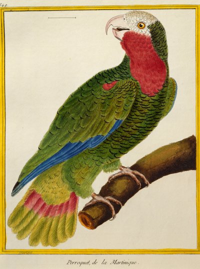 Papagaio Cubano (Amazona leucocephala), de História Natural das Aves de Francois Nicolas Martinet