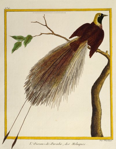 Greater Bird-of-Paradise (Paradisaea apoda), da Histoire naturelle des oiseaux de Francois Nicolas Martinet