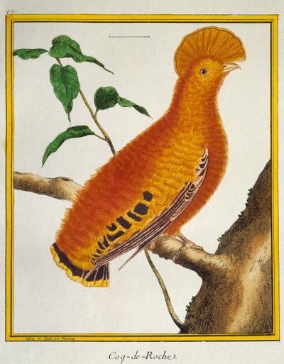 Rupicola rupicola, da Histoire naturelle des oiseaux, Guiananan Cock-of-the-rock (Rupicola rupicola) de Francois Nicolas Martinet