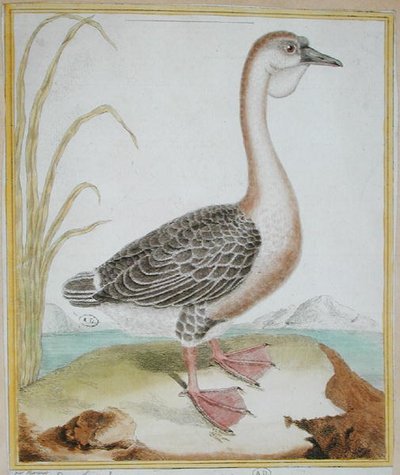 Guinea Duck, de 