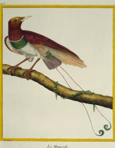 Ave-real de Paraíso (Cicinnurus regius), da Histoire naturelle des oiseaux de Francois Nicolas Martinet
