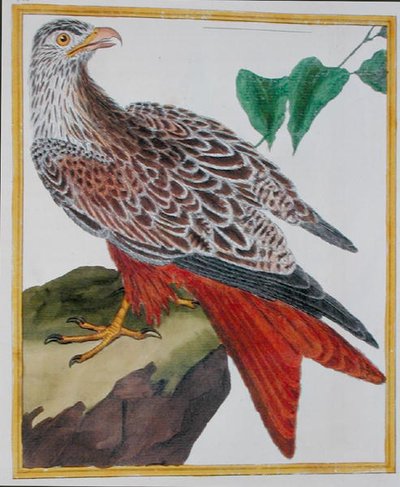 Kite, de 