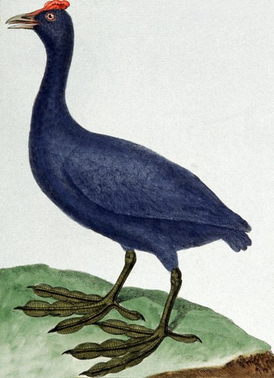 Madagáscar de Francois Nicolas Martinet