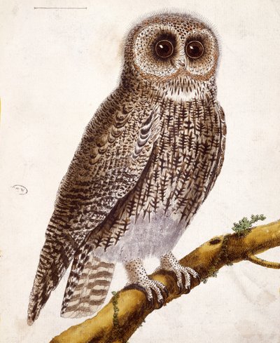 Coruja, de &39;Histoire Naturelle des Oiseaux&39; de Georges de Buffon (1707-1788) publicou 1777 de Francois Nicolas Martinet
