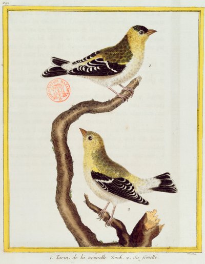 Par de siskins, de &39;Histoire Naturelle des Oiseaux&39; por Georges de Buffon (1707-1788) publicou 1777 de Francois Nicolas Martinet