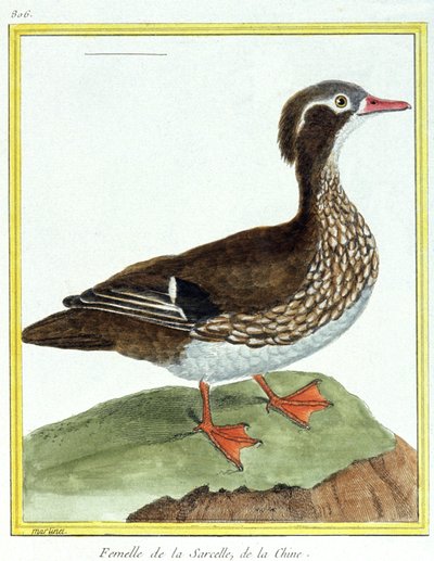 Ciência. Zoologia. Teal chinês. Gravura de François Nicolas Martinet em: Histoire naturelle des oiseaux, de Georges Louis Leclerc de Buffon, França, c.1777 (gravura a cores) de Francois Nicolas Martinet