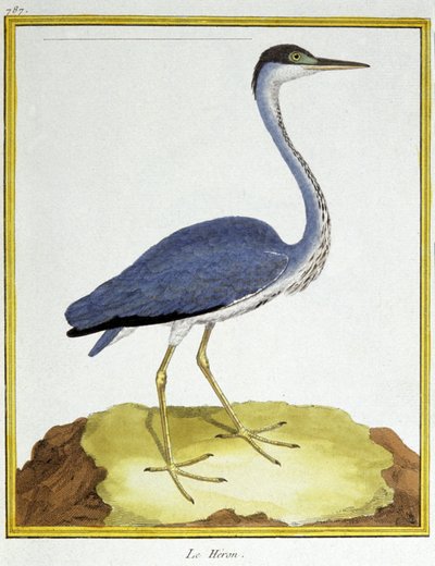 Ciência. Zoologia. Heron. Gravura de François Nicolas Martinet em: Histoire naturelle des oiseaux, de Georges Louis Leclerc de Buffon, França, c.1777 (gravação a cores) de Francois Nicolas Martinet