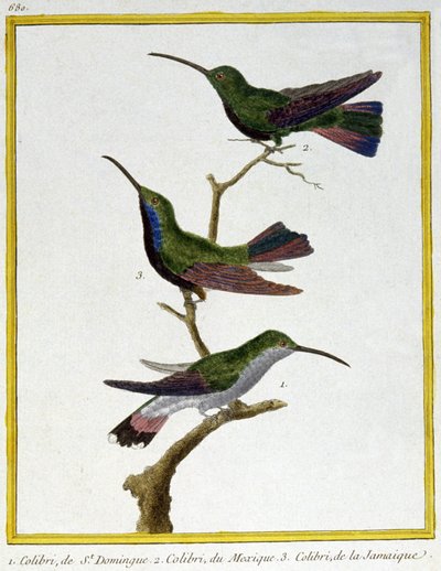 Ciência. Zoologia. Beija-flor de Santo Domingo, México e Jamaica. Gravura de François Nicolas Martinet em: Histoire naturelle des oiseaux, de Georges Louis Leclerc de Buffon, França, c.1777 (gravura a cores) de Francois Nicolas Martinet