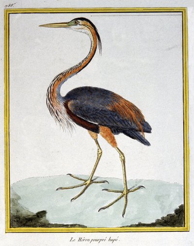 Ciência. Zoologia. Garça Púrpura. Gravura de François Nicolas Martinet em: Histoire naturelle des oiseaux, de Georges Louis Leclerc de Buffon, França, c.1777 (gravação a cores) de Francois Nicolas Martinet