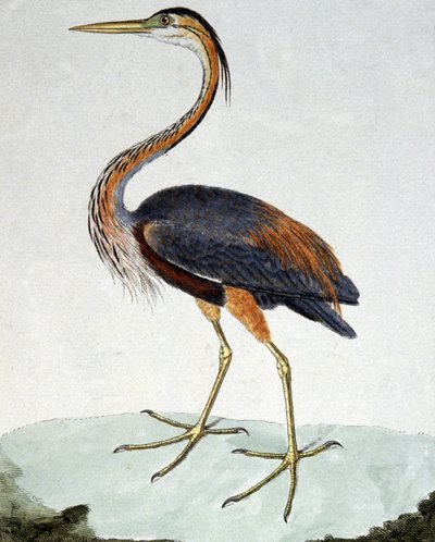 A Garça Púrpura de Francois Nicolas Martinet