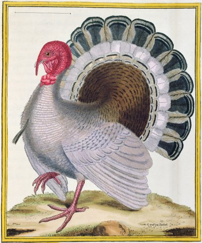 Turquia, de &39;História Natural das Aves&39; por Georges de Buffon (1707-1788) publicou 1777 de Francois Nicolas Martinet