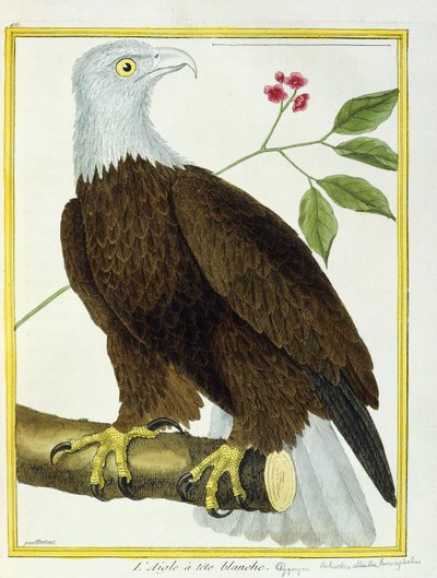 Águia-de-cabeça-branca, c.1770-1786 de Francois Nicolas Martinet