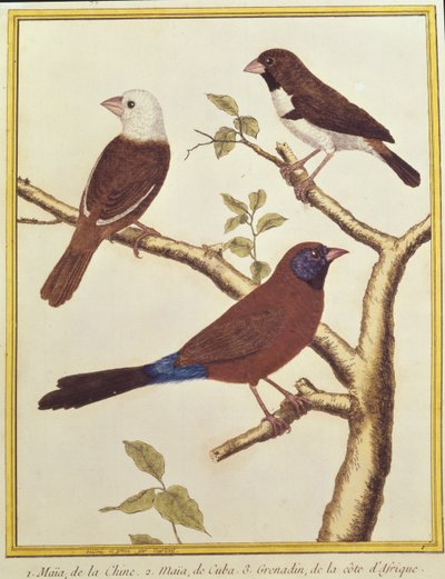 Munia Branco-dirigida, comedor de semente colorido dobro e Waxbill orelhudo violeta de Francois Nicolas Martinet