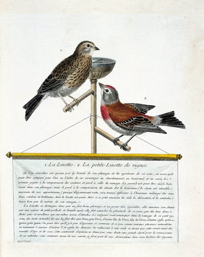 Quadro zoológico (ornitologia): de cima para baixo: A linotte (linotte melodiosa) e a pequena linotte das videiras (carduelis cannabina) num poleiro. Ilustração em "A História das Aves, Pintadas nos seus Aspectos Aparentes e Sensíveis" por Francoi de Francois Nicolas Martinet