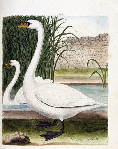 Tábua zoológica (ornitologia): na frente: o cisne e atrás da sua fêmea (cisne tubérculo ou cygnus olor). Ilustração em "A história das aves, pintadas nos seus aspectos aparentes e sensíveis" de François Nicolas Martinet (1731-1800). Coleção particular. de Francois Nicolas Martinet