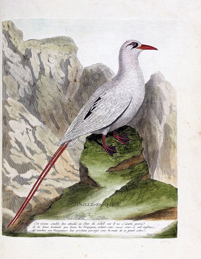 Tábua zoológica (ornitologia): palha de cauda (palha de rabo de palha ou de fio vermelho ou rubricauda). Ilustração em "A história das aves, pintadas nos seus aspectos aparentes e sensíveis" de François Nicolas Martinet (1731-1800). Coleção particular. de Francois Nicolas Martinet