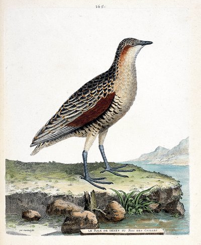 Tábua zoológica (ornitologia): o joelho rale ou rei das codornizes (crex crex). Ilustração em "A história das aves, pintadas nos seus aspectos aparentes e sensíveis" por François Nicolas Martinet (1731-1800). Coleção particular. de Francois Nicolas Martinet