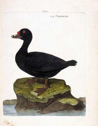 Quadro zoológico (ornitologia): o scoter (scoter preto ou melanitta nigra). Ilustração em "A história das aves, pintadas nos seus aspectos aparentes e sensíveis" de François Nicolas Martinet (1731-1800). Coleção particular. de Francois Nicolas Martinet