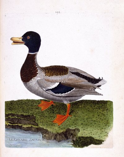 Tábua zoológica (ornitologia): pato selvagem (pato pato-real ou anas platyrhynchos). Ilustração em "The History of the Birds, Painted in Their Appearing and Sensitive Aspects" de François Nicolas Martinet (1731-1800). Coleção particular. de Francois Nicolas Martinet