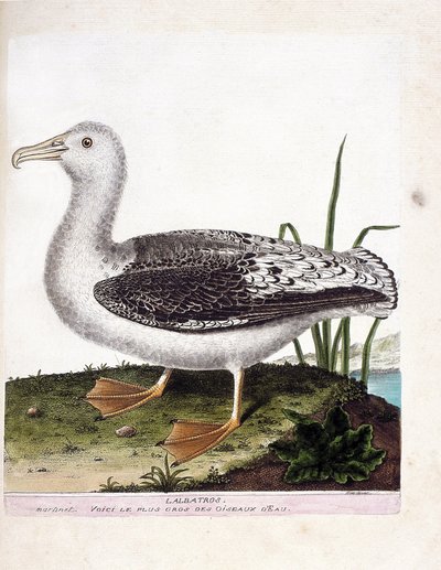 Carta zoológica (ornitologia): Albatros (albatrozes uivadores ou exulanos de diomedea). Ilustração em "The History of the Birds, Painted in Their Appearing and Sensitive Aspects" de François Nicolas Martinet (1731-1800). Coleção particular. de Francois Nicolas Martinet