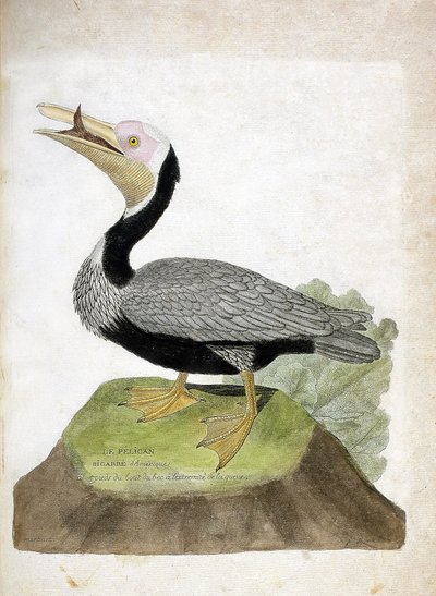 Carta zoológica (ornitologia): bigarre pelican americano (Pelican brown ou pelecanus occidentalis). Ilustração em "The History of the Birds, Painted in Their Appearing and Sensitive Aspects" de François Nicolas Martinet (1731-1800). Coleção particular. de Francois Nicolas Martinet