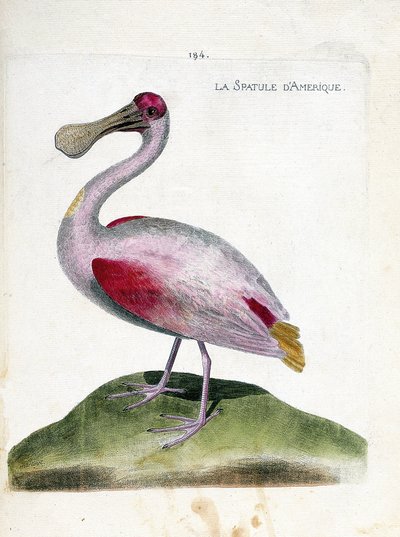 Carta zoológica (ornitologia): Espátula americana (espátula rosa ou platalea ajajaja). Ilustração em "The History of the Birds, Painted in Their Appearing and Sensitive Aspects" de François Nicolas Martinet (1731-1800). Coleção particular. de Francois Nicolas Martinet