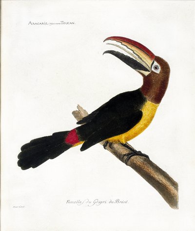 Carta zoológica (ornitologia): Aracaris, vulgly toucan (aracari verde ou pteroglossus viridis) de Francois Nicolas Martinet