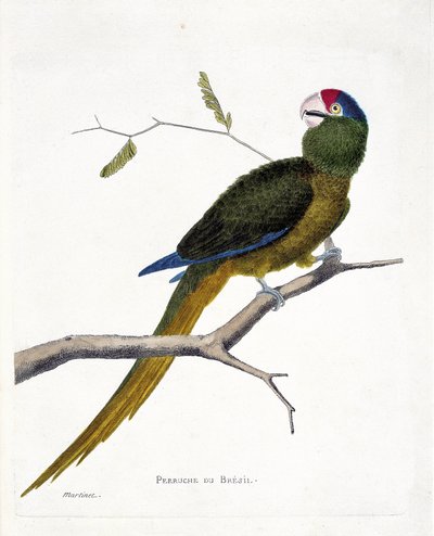 Carta zoológica (ornitologia): Periquito brasileiro (conure de cabeça vermelha ou aratinga canicularis) sobre um ramo. Ilustração em "A História das Aves, Pintadas nos seus Aspectos Aparentes e Sensíveis" de François Nicolas Martinet (1731-1800). Colo priv de Francois Nicolas Martinet
