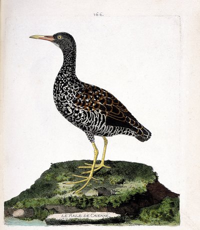 Carta zoológica (ornitologia): Balanço de Caienne (rale de coloração ou pardirallus maculatus). Ilustração em "The History of the Birds, Painted in Their Appearing and Sensitive Aspects" de François Nicolas Martinet (1731-1800). Coleção particular. de Francois Nicolas Martinet