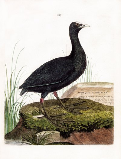 Carta zoológica (ornitologia): Coot ou Moselle (Macroule cot ou fulica atra). Ilustração em "A história das aves, pintadas nos seus aspectos aparentes e sensíveis" de François Nicolas Martinet (1731-1800). Coleção particular. de Francois Nicolas Martinet
