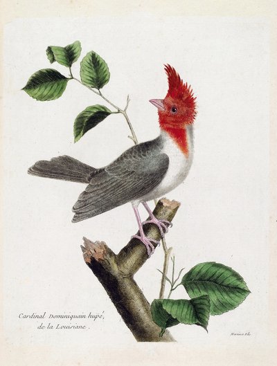 Carta zoológica (ornitologia): Cardeal dominicano Hupe (parare huppe ou paroaria coronata) sobre um ramo. Ilustração em "A história das aves, pintadas nos seus aspectos aparentes e sensíveis" de François Nicolas Martinet (1731-1800). Coleção particular de Francois Nicolas Martinet
