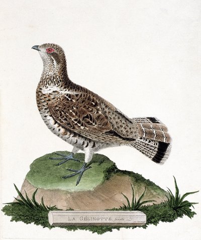 Carta zoológica (ornitologia): Gelinotte fêmea (gelinotte de madeira ou bonasia bonasia). Ilustração em "A história das aves, pintadas nos seus aspectos aparentes e sensíveis" de François Nicolas Martinet (1731-1800). Coleção particular. de Francois Nicolas Martinet