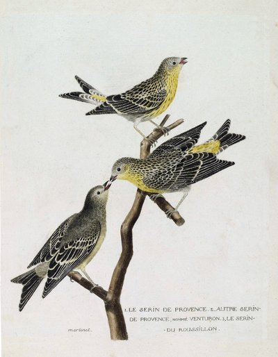 Carta zoológica (ornitologia): De cima para baixo: serin du Roussillon (serin Cini ou serinus serinus serinus) sobre um ramo, o serin de provence (venturon montagnard ou serinus citrinella) e outro serin de provence. Ilustração em "The History of the Birds de Francois Nicolas Martinet
