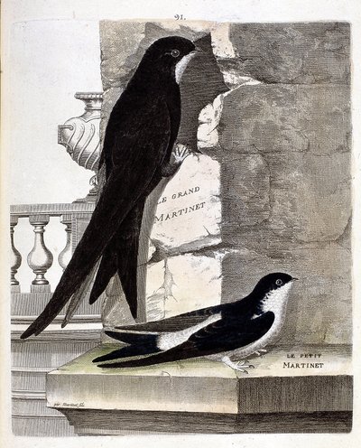 Carta zoológica (ornitologia): Andorinha-do-mar (Andorinha-preta ou apus apus) e Andorinha-do-mar pequena (Andorinha-das-janelas ou Urbica Delichon). Ilustração em "A história das aves, pintadas nos seus aspectos aparentes e sensíveis" por François Nicolas de Francois Nicolas Martinet