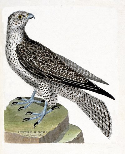 Carta zoológica (ornitologia): Gerfault islandês (gerfaut falcon ou falco rusticolus). Ilustração em "The History of the Birds, Painted in Their Appearing and Sensitive Aspects" de François Nicolas Martinet (1731-1800). Colecção privada. de Francois Nicolas Martinet