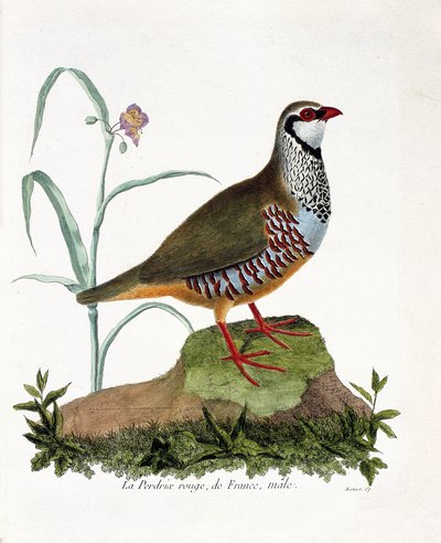 Carta zoológica (ornitologia): La partridge rouge de France, macho (perdiz vermelha ou alectoris rufa). Ilustração em "The History of the Birds, Painted in Their Appearing and Sensitive Aspects" de François Nicolas Martinet (1731-1800). Coleção particular. de Francois Nicolas Martinet