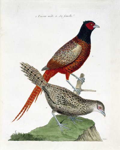 Carta zoológica (ornitologia): Faisão macho e fêmea (faisão colchidiano ou Phasianus colchicus). Ilustração em "A história das aves, pintadas nos seus aspectos aparentes e sensíveis" por François Nicolas Martinet (1731-1800). Coleção particular. de Francois Nicolas Martinet