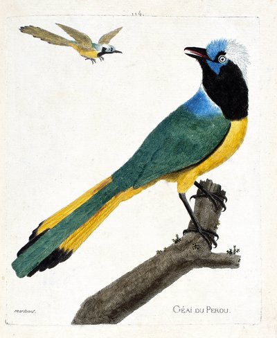 Carta zoológica (ornitologia): Perou jay (gaio verde ou cianocorax yncas) sobre um ramo. Ilustração em "A História das Aves, Pintadas nos seus Aspectos Aparentes e Sensíveis" de François Nicolas Martinet (1731-1800). Coleção particular. de Francois Nicolas Martinet