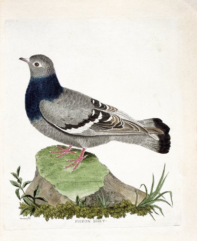 Carta zoológica (ornitologia): Bife de pombo (Columbia livia). Ilustração em "The History of the Birds, Painted in Their Appearing and Sensitive Aspects" de François Nicolas Martinet (1731-1800). Coleção particular. de Francois Nicolas Martinet