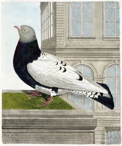 Carta zoológica (ornitologia): O pombo romano (columba livia). Ilustração em "A história das aves, pintadas nos seus aspectos aparentes e sensíveis" de François Nicolas Martinet (1731-1800). Coleção particular. de Francois Nicolas Martinet