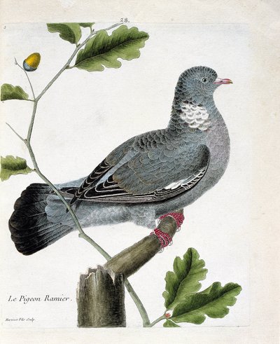 Carta zoológica (ornitologia): O pombo ramificado (columba palumbus) sobre um ramo. Ilustração em "A história das aves, pintadas nos seus aspectos aparentes e sensíveis" de François Nicolas Martinet (1731-1800). Coleção particular. de Francois Nicolas Martinet