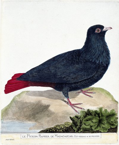 Carta zoológica (ornitologia): O pombo ramificado de Madagáscar (Founingo Azul ou alectroenas madagascariensis). Ilustração em "A história das aves, pintadas nos seus aspectos aparentes e sensíveis" de François Nicolas Martinet (1731-1800). Privat de Francois Nicolas Martinet