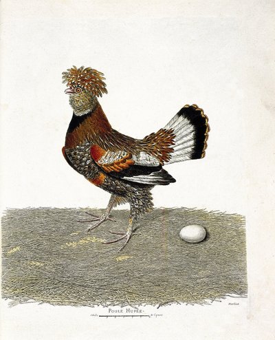 Carta zoológica (ornitologia): A galinha (galinha doméstica ou gallus gallus) e o seu ovo. Ilustração em "A história das aves, pintada nos seus aspectos aparentes e sensíveis" por François Nicolas Martinet (1731-1800). Coleção particular. de Francois Nicolas Martinet