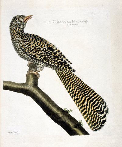 Carta zoológica (ornitologia): O cuco de Mindanao (koel cuckoo ou Eudynamys scolopacea) num ramo. Ilustração em "The History of the Birds, Painted in Their Appearing and Sensitive Aspects" de François Nicolas Martinet (1731-1800). Coleção particular de Francois Nicolas Martinet