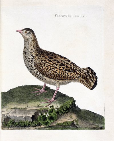 Carta zoológica (ornitologia): O francolim feminino (francolin noir ou francolinus francolinus). Ilustração em "A história das aves, pintadas nos seus aspectos aparentes e sensíveis" por François Nicolas Martinet (1731-1800). Coleção particular. de Francois Nicolas Martinet