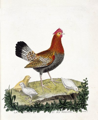 Carta zoológica (ornitologia): A galinha e seus filhotes (galinha doméstica ou gallus gallus). Ilustração em "A história das aves, pintadas nos seus aspectos aparentes e sensíveis" por François Nicolas Martinet (1731-1800). Coleção particular. de Francois Nicolas Martinet