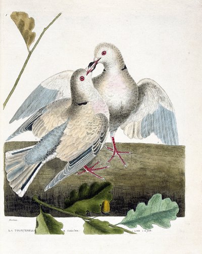 Carta zoológica (ornitologia): A pomba de pescoço (pomba rosa e cinzenta ou streptopelia roseogrisea). Ilustração em "A história das aves, pintadas nos seus aspectos aparentes e sensíveis" de François Nicolas Martinet (1731-1800). Coleção particular. de Francois Nicolas Martinet